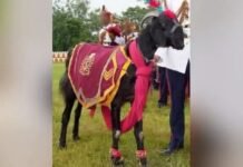 भारतीय सेना में शमिल यह मुन्ना हवलदार बकरा शिरकत करते हुए परेड की कमान संभालेगा और परेड ग्राउंड में सैनिकों के साथ कदमताल करता हुआ नजर आएगा।