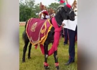 भारतीय सेना में शमिल यह मुन्ना हवलदार बकरा शिरकत करते हुए परेड की कमान संभालेगा और परेड ग्राउंड में सैनिकों के साथ कदमताल करता हुआ नजर आएगा।