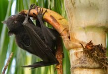 निपाह वायरस का आतंक 12 साल के बच्चे में दिखा निपाह वायरस का लक्षण, स्वास्थ्य मंत्री वीना पहुंचेगी कोझिकोड़