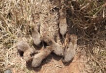 कूनों पार्क में चीता गामिनी ने 5 नहीं 6 शावकों को दिया था जन्म, केंद्रीय मंत्री भूपेंद्र सिंह ने की पुष्टि