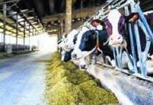 ਡੇਅਰੀ ਉੱਦਮ ਸਿਖ਼ਲਾਈ