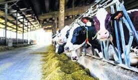 ਡੇਅਰੀ ਉੱਦਮ ਸਿਖ਼ਲਾਈ