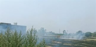 ਕਣਕ ਦੀ ਨਾੜ